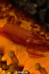 starfish shrimp / less then 3mm, Canon 450D + 60mm Macro ... by Enje Im 
